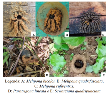ABELHAS NATIVAS BRASILEIRAS – GUIAFOTO GRÁFICO DE IDENTIFICAÇÃO DE ABELHAS SEM FERRÃO DE NOVA FRIBURGO/RIO DE JANEIRO