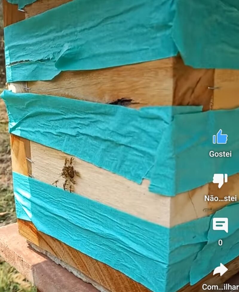 Como fortalecer sua colméia de abelha jataí fácil