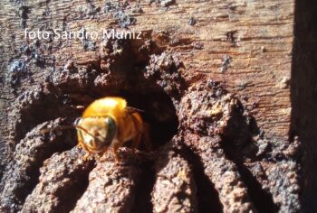 A Uruçu-Amarela (Melipona mondury): Uma Joia da Biodiversidade Brasileira