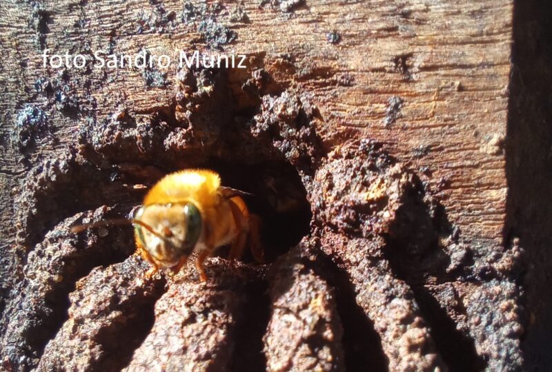 🐝 Como Criar Uruçu Amarela em Casa: Guia Completo para Iniciantes