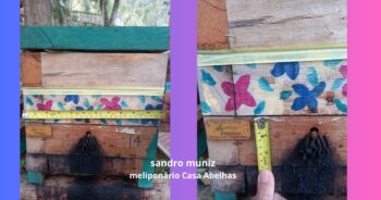 Uruçu-Amarela (Melipona mondury): O que É, Tamanho do Ninho e Mel