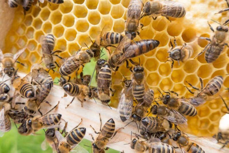 O Segredo da Longevidade das Abelhas Rainhas Revelado (e Compartilhado com as Operárias!) 🐝👑