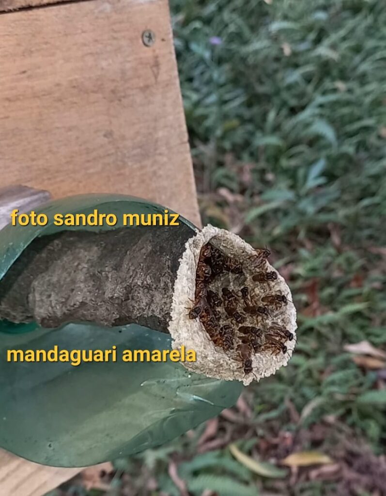 abelha mandaguaria amarela