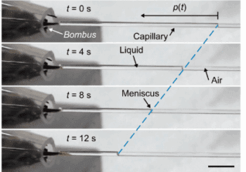 Como as abelhas bebem o néctar: entenda o papel das papilas na língua