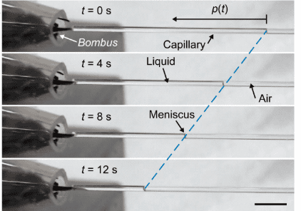 Como as abelhas bebem o néctar: entenda o papel das papilas na língua