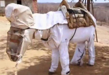 🐴✨ Boneco: o jumento apicultor que trabalha protegido entre as abelhas