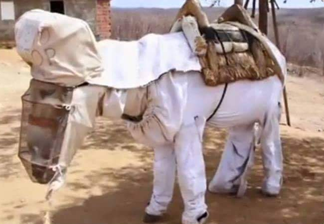 🐴✨ Boneco: o jumento apicultor que trabalha protegido entre as abelhas