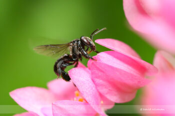 Mel de Abelha: um potencial aliado na recuperação cognitiva após AVC  🧠🍯