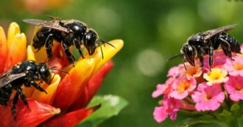 Reflorestamento da Caatinga ganha força com abelhas sem ferrão — veja por quê