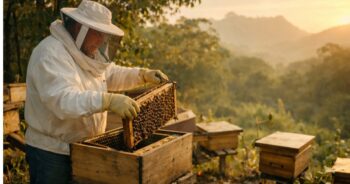 Mel ganha força no Brasil: capacitação do Senar e expansão produtiva impulsionam nova era no campo