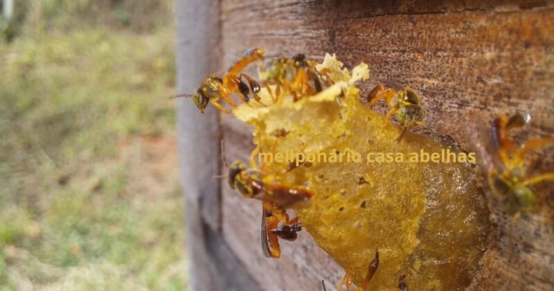 Abelhas Nativas do Brasil