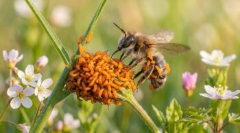 O golpe do perfume: como esta larva de besouro se finge de flor para enganar e invadir o ninho das abelhas