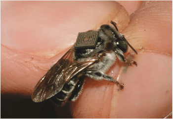 Microchips em abelhas nativas ajudam a revelar a rotina das colônias